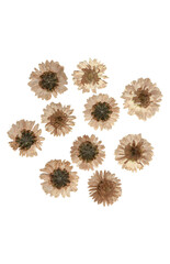 pressed flowers png