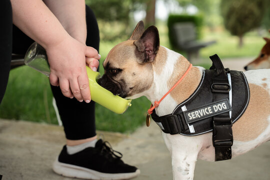 Dog drinking outdoors