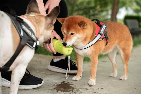 Dog drinking outdoors