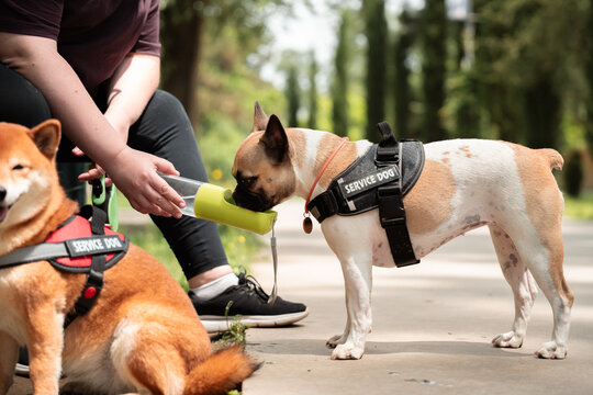 French bulldog drinking in park