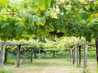 Green grapes ripening on a vineyard trellis © Nitto