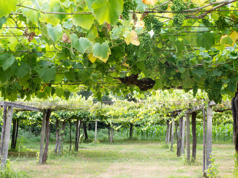 Green grapes ripening on a vineyard trellis