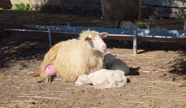Sarda dairy sheep lying with newborn lamb in a traditional Italian farm, livestock breeding, Lazio, Italy