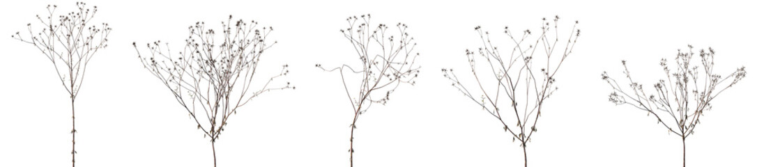 Obraz premium Set of dry Bidens parviflora isolated frontal png on a transparent background perfectly cutout