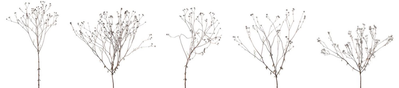 Set of dry Bidens parviflora isolated frontal png on a transparent background perfectly cutout