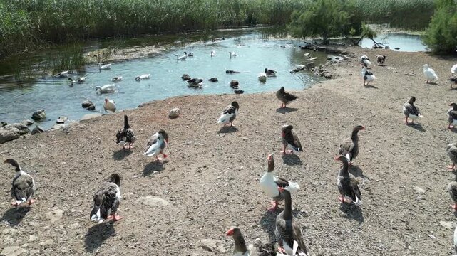 Drone View of Geese Flock on Azmak River Bank - Akyaka Turkey