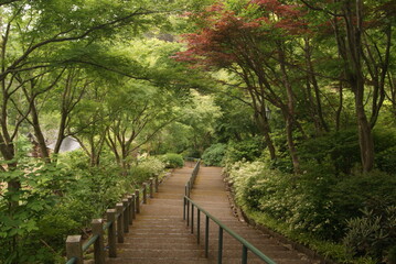 森の奥へ続く木々に囲まれた階段道