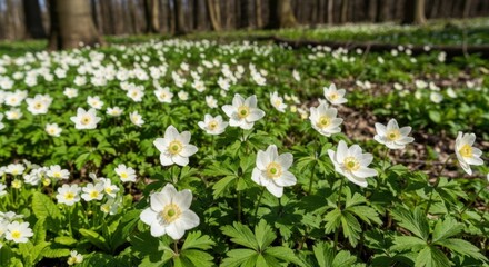 White flowers blanket a forest floor, with sunlight filtering through the bare trees