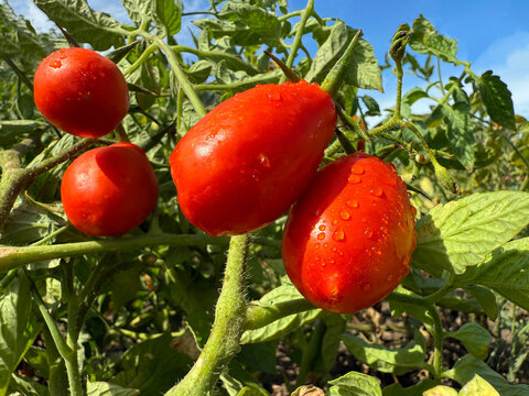 Ripe tomato roma tomatoes in the vegetable garden.