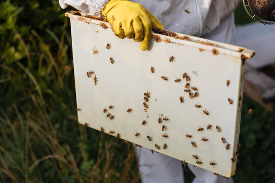 Bee feeder frame held by beekeeper with active bees