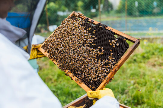 Beekeeper holding honeycomb frame with bees