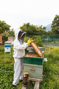 Beekeeper opening green hive box in garden