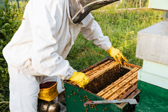 Beekeeper inspecting hive frame in wooden beehive