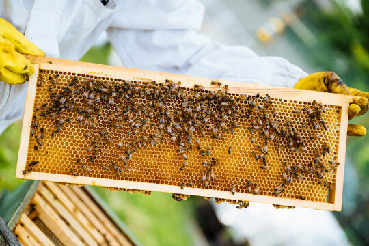 Beekeeper inspecting honeycomb with bees