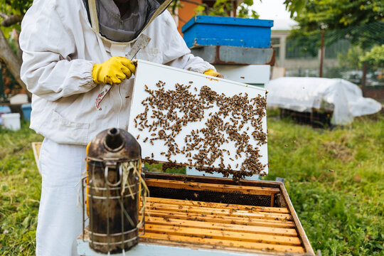 Beekeeper removing white bee feeder from hive