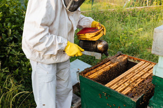 Beekeeper using smoker on hive full of bees