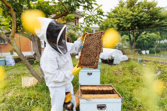 Beekeeper inspecting full honeycomb frame