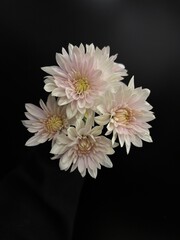 white chrysanthemum flower