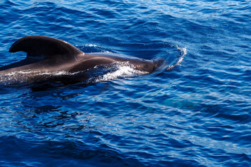 Wild pilot whales in north Atlantic Ocean near Tenerife 