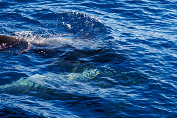 Wild pilot whales in north Atlantic Ocean near Tenerife 