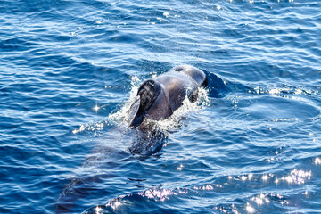 Wild pilot whales in north Atlantic Ocean near Tenerife 