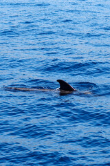 Wild pilot whales in north Atlantic Ocean near Tenerife 
