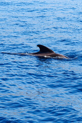 Wild pilot whales in north Atlantic Ocean near Tenerife 