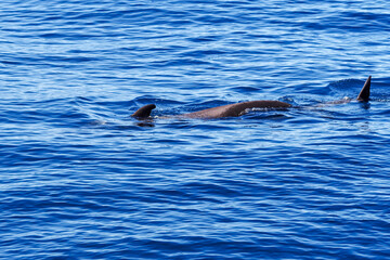 Wild pilot whales in north Atlantic Ocean near Tenerife 
