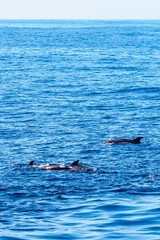 Wild pilot whales in north Atlantic Ocean near Tenerife 