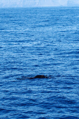 Wild pilot whales in north Atlantic Ocean near Tenerife 