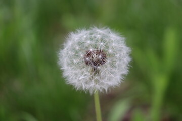 Obraz premium Dandelion seed head close up on green background