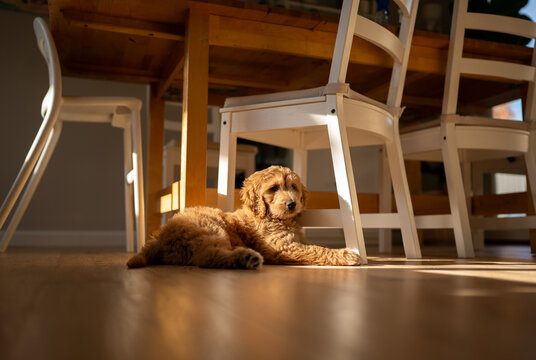 Groodle puppy in a sunbeam