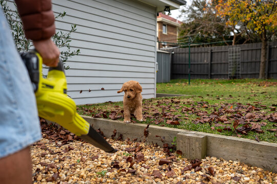curious puppy meets the leaf blower
