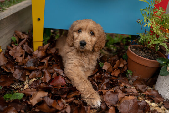 Garden hideaway with a curious puppy