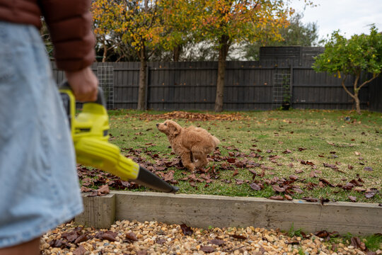 curious puppy meets the leaf blower