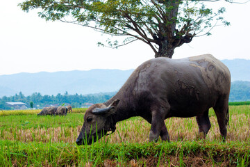 Naklejka premium Buffalo Feeding on a Farmed Rice Field