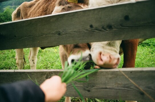 Feeding cows by hand through a wooden fence, close-up view



