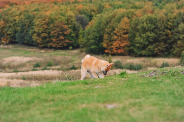 Akita Inu dog exploring grassy hill in autumn countryside landscape