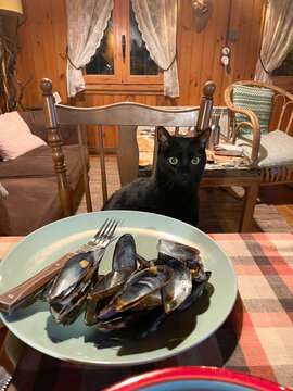 cat sitting at the table in front of empty plates
