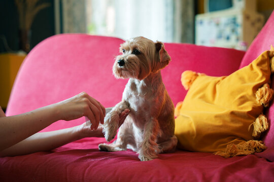 Combing yorkshire terrier dog