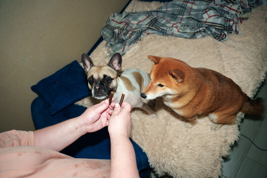 Dogs Eagerly Await Treats
