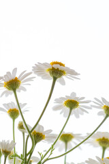 Vertical low angle shot of delicate white daisies reaching toward a bright white sky. High-key floral background with soft bokeh and ample copy space, ideal for wellness, organic beauty, or minimalist