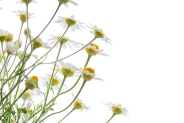 Low angle view of beautiful white daisies against a bright white sky with soft bokeh. Dreamy and airy high-key floral background, perfect for wellness, beauty, or spring-themed concepts.