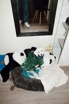 Cozy Dog Relaxing on Blankets and Stuffed Animals at Home