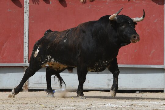toros bravos 