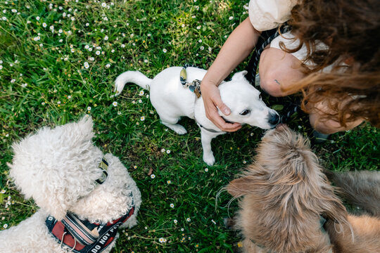Dogs Enjoying Playful Interaction in a Grassy Park Setting