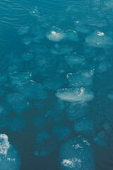 Fototapeta premium Ice formations float in clear water under bright light on a sunny day near a glacier