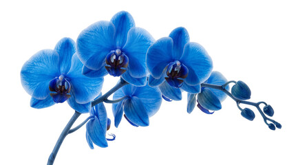 Vibrant blue Phalaenopsis orchid branch with five open blooms and three buds isolated PNG with Transparent Background