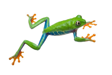 Fototapeta premium Red-eyed tree frog jumping