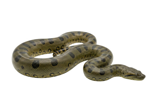 Green anaconda snake crawling